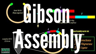 Gibson Assembly  Gibson Cloning  Primer Design Using Gibson Assembly [upl. by Kallista900]