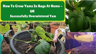 How To Grow Yams In Bags At Home  UK  Successfully Overwintered Yam [upl. by Ssenav651]