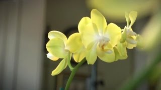 How to Grow Orchids Indoors  At Home With P Allen Smith [upl. by Eiddam391]