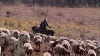 Montana Sheep Drive  Americas Heartland [upl. by Spears]