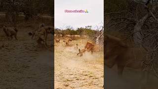 Hyena vs Lion recuse kruger wildlife lion hyena africa southafrica usa krugernationalpark [upl. by Arahc]