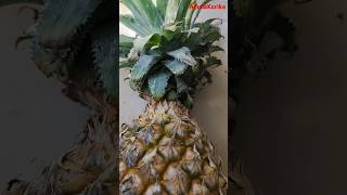 Health benefits of eating an pineapplepineapple Dr Manthena satyanarayana garu shorts fruit [upl. by Arquit990]