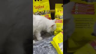 Cat food review🥰cat kittten catfunny shortvideo catlover catvideos katten cutepalestine 🇵🇸 [upl. by Ardnwahs]