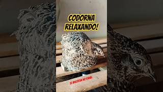 Codorna Gigante lindacodorna [upl. by Marga]