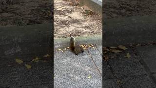 🐿️ Squirrels tail taps its back when looking for food ❤️ So Cute  MoonLadyChan [upl. by Rafaelle]