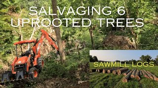 Salvaging Uprooted Trees [upl. by Attenol]