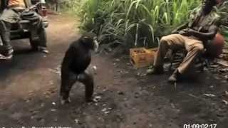 Monkey With AK47 Full video [upl. by Nevram]