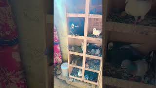 Please Support 1M View 🕊Pigeon pigeon petvlogger vlog minivlog funny budgries funniestvideo [upl. by Kehr]