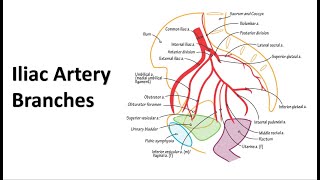 Pelvic Arteries Memory Tricks [upl. by Ecirtap277]