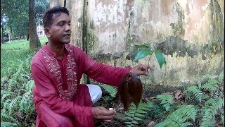 Reproduction and Development of Mango Mangifera indica [upl. by Eentruok]