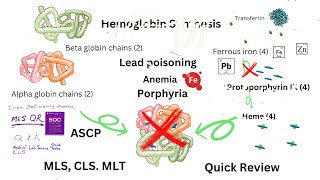 Sideroblastic anemia Lead Poisoning Anemia Porphyrias and More [upl. by Kolb944]