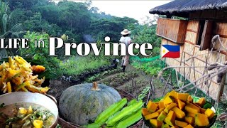 Harvesting Available Vegetable in my Garden  Filipino Vegetables [upl. by Buller]