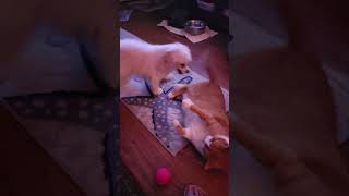 White Dog Play Fights With Orange Cat  1533291 [upl. by Luahs486]