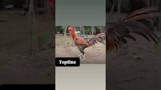 Topline yadav farms youtubeshorts subscribe nature trending birds rooster shorts short 👍🐓🐔 [upl. by Reis58]