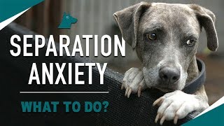 How to STOP Your Dogs Separation Anxiety MUST TRY [upl. by Ocsirf598]