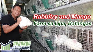 RABBITRY and MANGO FARM sa Lipa Batangas  Negosyo Philippines [upl. by Llemert]