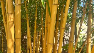 Phyllostachys vivax ‘Aureocaulis’ update  July 7th 2024 [upl. by Philbrook]