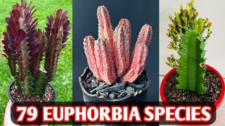 79 Euphorbia Species  Euphorbia Plant Varieties  Euphorbia plant types  Plant and Planting [upl. by Areehs]