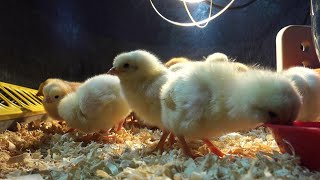 How to raise baby chicksSimple and easy tips for a healthy flock [upl. by Kevon254]