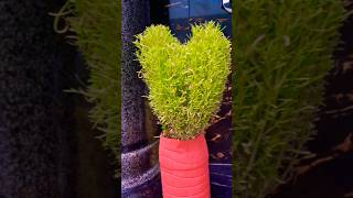 plant cuttinggardeningcare gardeningadvice nature houseplants [upl. by Anolahs]