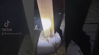 Dry wood termites eating a pier and post support 4x4 pestcontrol termites [upl. by Armilla822]