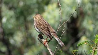 ПросянкаEmberiza calandra Corn Bunting [upl. by Marou755]