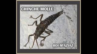 CHINCHE MOLLE  ROI MAZIAZ 2009 full album [upl. by Noskcire]