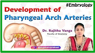 Development of Pharyngeal Arch Arteries  Embryology [upl. by Adin]