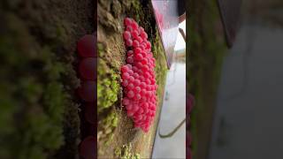 Snail eggs youtubeshorts eggs snail trending shorts shortsfeed [upl. by Hijoung]