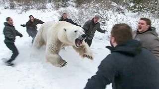 This Polar Bear Killed 5 People in 3 Minutes on October 18th 2024 [upl. by Enelyahs]