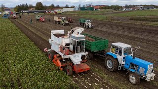 Eastern Delight  Classic DDR beet harvest  Belarus Fortschritt amp more [upl. by Harrad]