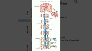 Corticospinal Tract shorts [upl. by Oribella]