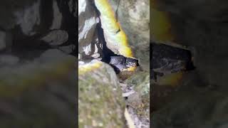 How many snakes are at snake Road ￼ reptiles nature snake animals [upl. by Sotsirhc735]