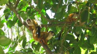 Monos tití de Chiriquí Panamá Squirrel Monkeys from Chiriqui Province Panama [upl. by Eiggem]