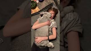 Flemish Giant Rabbit Is the Largest Rabbit Species [upl. by Enenej]