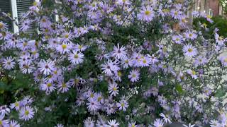 Fall Aster and Flies [upl. by Yleek]