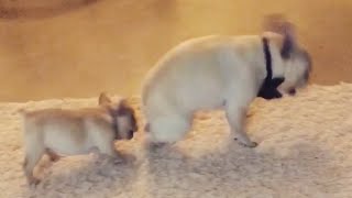 Puppy Teaches French Bulldog How to Dance [upl. by Colline296]