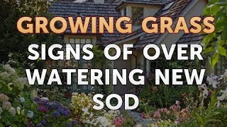 Signs of Over Watering New Sod [upl. by Nyrat]