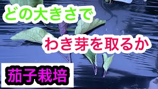 『茄子栽培』芽かきのタイミング。2024年5月29日 [upl. by Ykcub103]