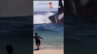 Amazing someone is hunting orca whales by harpooning them shorts trending animals [upl. by Tailor]