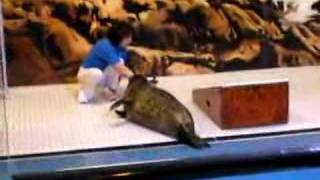 Seal Feeding At Jenkinsons Aquarium 2 [upl. by Goulden]