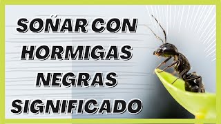 5 significados de soñar con hormigas negras [upl. by Ause118]