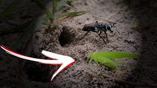 Parasitoid wasp VS grasshopper [upl. by Nonnairb]