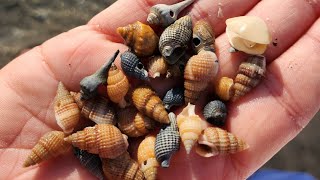 Tiny shells and giant whelks Wildwood Nj [upl. by Odrautse]