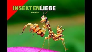 ❌Gottesanbeterin  Erstversorgung der Nymphen Praying Mantis Nymph Care [upl. by Aillil640]