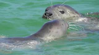 Harbor seals and grey seals  Seehunde und Kegelrobben  Foci comune și foci cenușii [upl. by Teena]