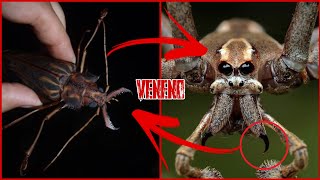 Los 10 INSECTOS más VENENOSOS del MUNDO [upl. by Rramaj]