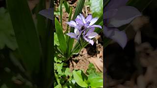 🤩💜 Babiana ou Flor de Veludo babiana flordeveludo primavera achado floreslindas [upl. by Nibram]