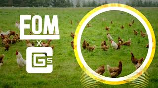 CG5  Why did the Chicken Cross the Road  EOM Fanmade © [upl. by Htilil]