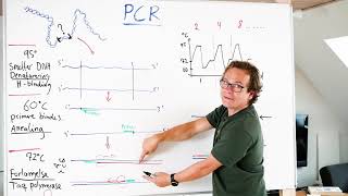 PCR forklaret af biologilæren [upl. by Hellman289]